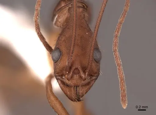 Aphaenogaster araneoides specimen FMNHINS0000062986 image fmnhins0000062986_2