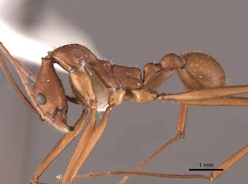Aphaenogaster araneoides specimen FMNHINS0000062986 image fmnhins0000062986_3