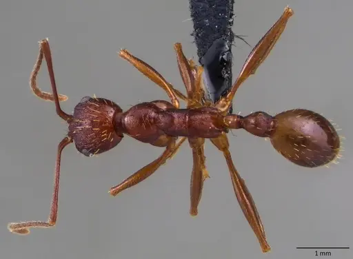 Aphaenogaster ashmeadi specimen ANTWEB1060079 image antweb1060079_1