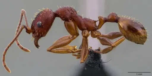 Aphaenogaster ashmeadi specimen ANTWEB1060079 image antweb1060079_3