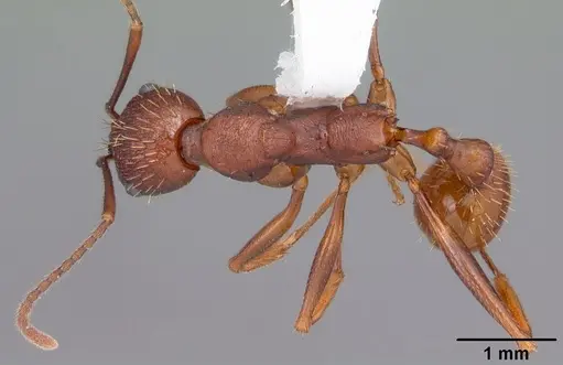 Aphaenogaster ashmeadi specimen CASENT0103560 image casent0103560_1