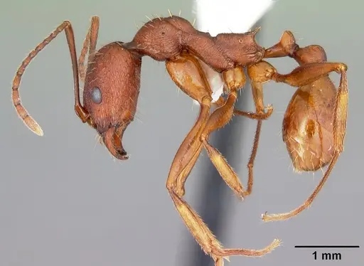 Aphaenogaster ashmeadi specimen CASENT0103560 image casent0103560_3