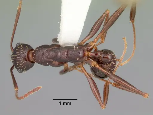 Aphaenogaster ashmeadi specimen CASENT0103563 image casent0103563_1