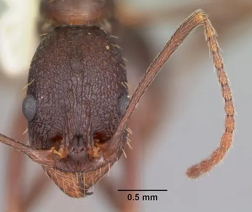 Aphaenogaster ashmeadi specimen CASENT0103563 image casent0103563_2