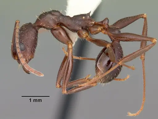 Aphaenogaster ashmeadi specimen CASENT0103563 image casent0103563_3
