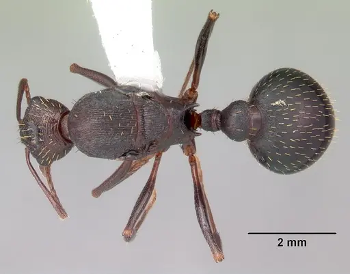 Aphaenogaster ashmeadi specimen CASENT0103566 image casent0103566_1