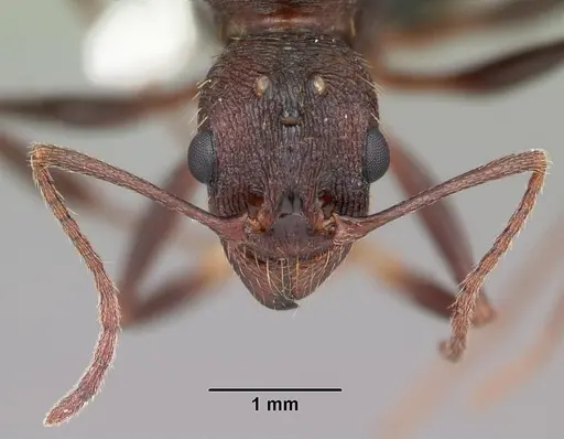 Aphaenogaster ashmeadi specimen CASENT0103566 image casent0103566_2