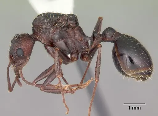 Aphaenogaster ashmeadi specimen CASENT0103566 image casent0103566_3