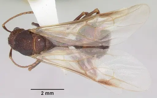 Aphaenogaster ashmeadi specimen CASENT0104853 image casent0104853_1