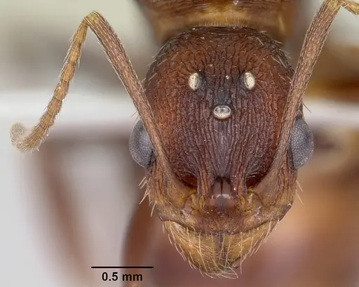 Aphaenogaster ashmeadi specimen CASENT0104853 image casent0104853_2