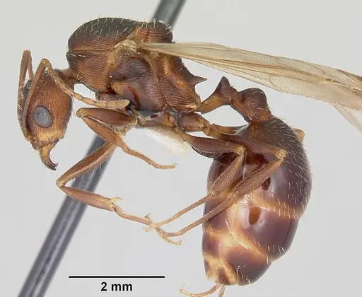 Aphaenogaster ashmeadi specimen CASENT0104853 image casent0104853_3