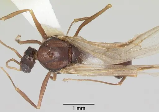 Aphaenogaster ashmeadi specimen CASENT0104854 image casent0104854_1