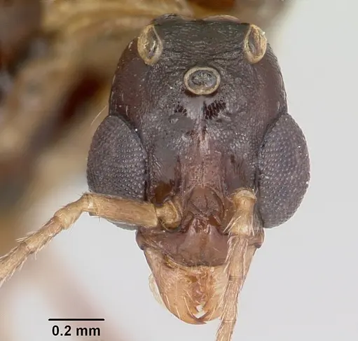 Aphaenogaster ashmeadi specimen CASENT0104854 image casent0104854_2