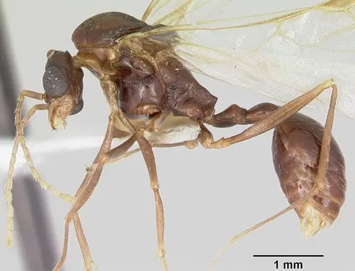 Aphaenogaster ashmeadi specimen CASENT0104854 image casent0104854_3