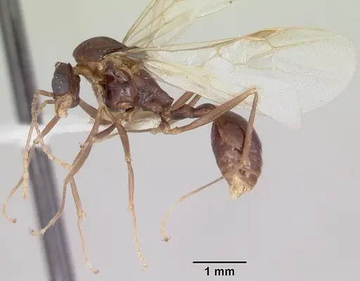 Aphaenogaster ashmeadi specimen CASENT0104854 image casent0104854_4