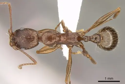Aphaenogaster ashmeadi specimen CASENT0281182 image casent0281182_1