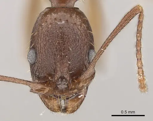Aphaenogaster ashmeadi specimen CASENT0281182 image casent0281182_2
