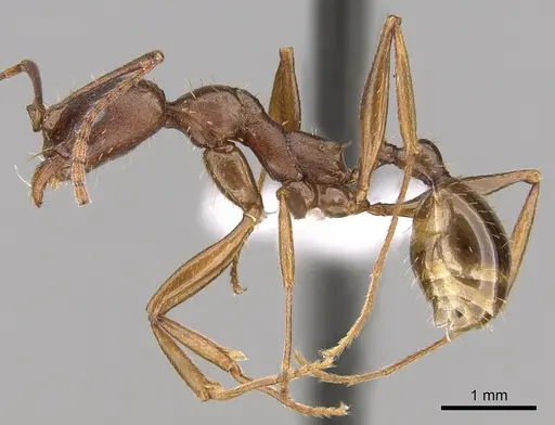 Aphaenogaster ashmeadi specimen CASENT0281182 image casent0281182_3