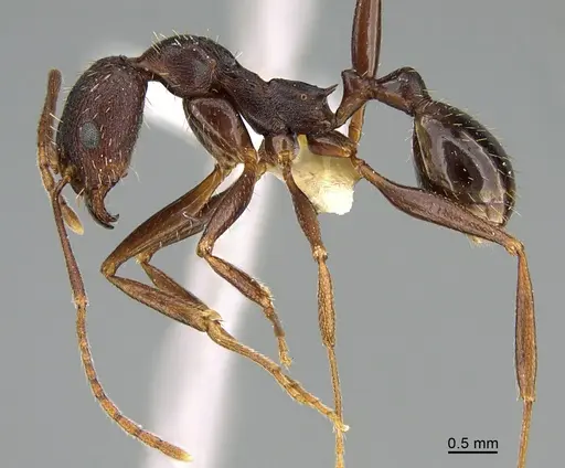 Aphaenogaster ashmeadi specimen CASENT0923571 image casent0923571_1