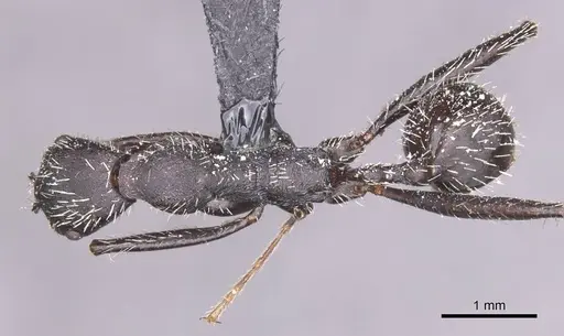 Aphaenogaster atlantis specimen CASENT0913107 image casent0913107_1