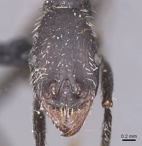 Aphaenogaster atlantis specimen CASENT0913107 image casent0913107_2