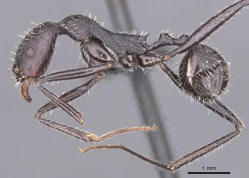 Aphaenogaster atlantis specimen CASENT0913107 image casent0913107_3