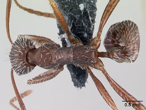 Aphaenogaster balcanica specimen CASENT0179599 image casent0179599_1