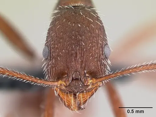 Aphaenogaster balcanica specimen CASENT0179599 image casent0179599_2
