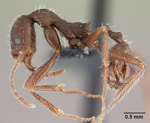 Aphaenogaster balcanica specimen CASENT0179599 image casent0179599_3