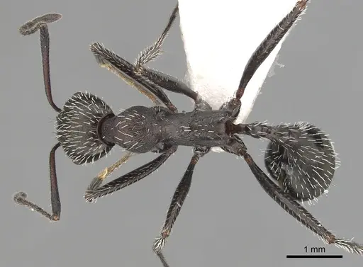 Aphaenogaster balcanica specimen CASENT0249413 image casent0249413_1