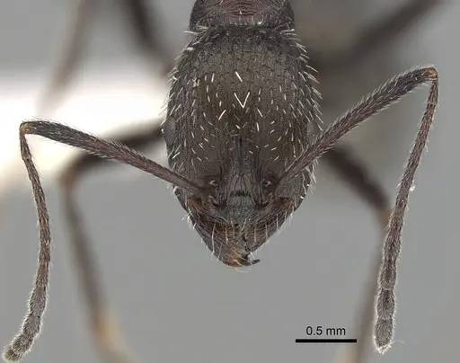 Aphaenogaster balcanica specimen CASENT0249413 image casent0249413_2