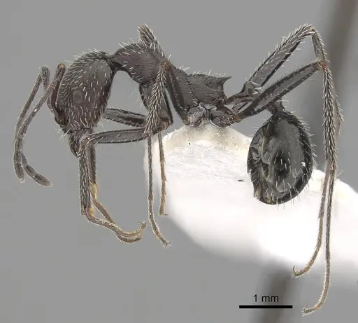 Aphaenogaster balcanica specimen CASENT0249413 image casent0249413_3