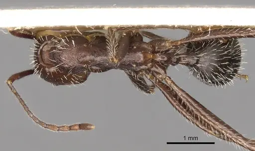 Aphaenogaster balcanica specimen CASENT0281583 image casent0281583_1