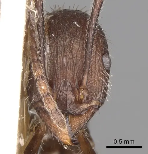 Aphaenogaster balcanica specimen CASENT0281583 image casent0281583_2