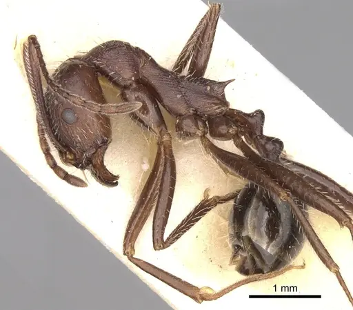 Aphaenogaster balcanica specimen CASENT0281583 image casent0281583_3