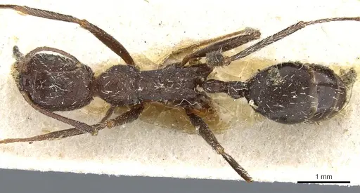 Aphaenogaster balcanica specimen CASENT0904160 image casent0904160_1