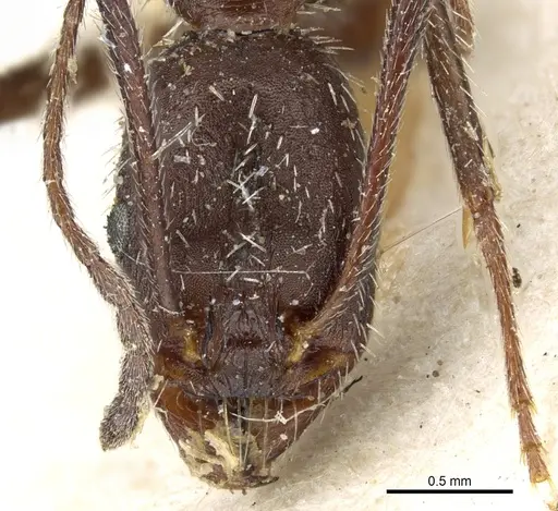 Aphaenogaster balcanica specimen CASENT0904160 image casent0904160_2