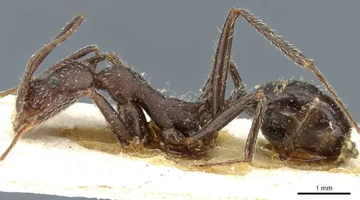 Aphaenogaster balcanica specimen CASENT0904160 image casent0904160_3