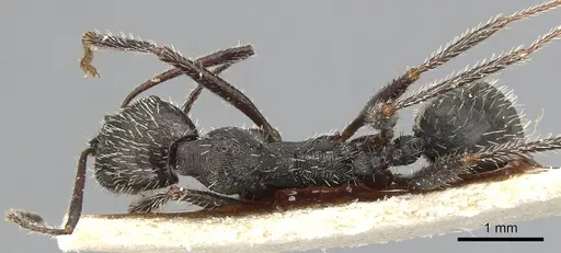 Aphaenogaster balcanica specimen CASENT0904182 image casent0904182_1
