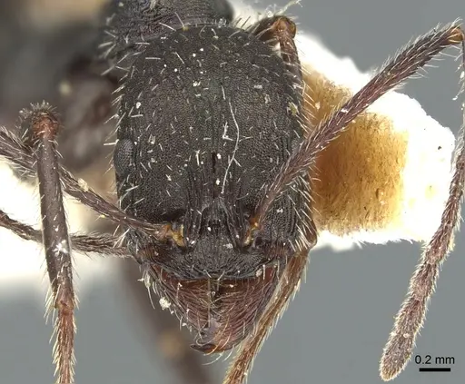 Aphaenogaster balcanica specimen CASENT0904182 image casent0904182_2