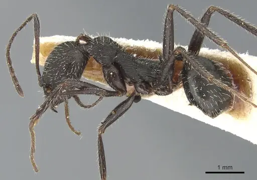 Aphaenogaster balcanica specimen CASENT0904182 image casent0904182_3