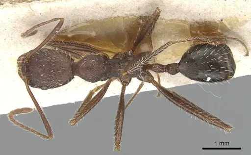Aphaenogaster balcanica specimen CASENT0904183 image casent0904183_1