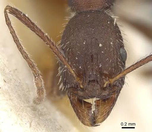 Aphaenogaster balcanica specimen CASENT0904183 image casent0904183_2