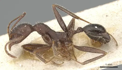 Aphaenogaster balcanica specimen CASENT0904183 image casent0904183_3