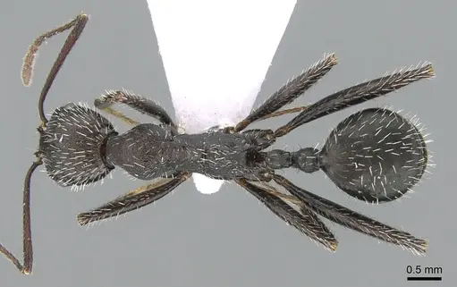 Aphaenogaster balcanica specimen CASENT0906114 image casent0906114_1