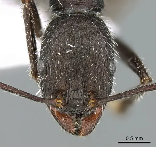 Aphaenogaster balcanica specimen CASENT0906114 image casent0906114_2