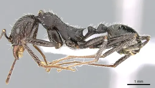 Aphaenogaster balcanica specimen CASENT0906114 image casent0906114_3