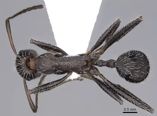 Aphaenogaster balcanica specimen CASENT0914225 image casent0914225_1