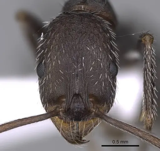 Aphaenogaster balcanica specimen CASENT0914225 image casent0914225_2