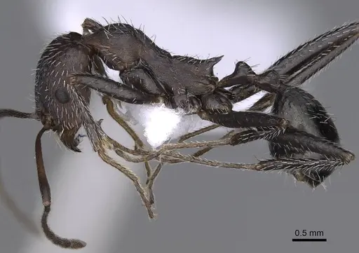 Aphaenogaster balcanica specimen CASENT0914225 image casent0914225_3